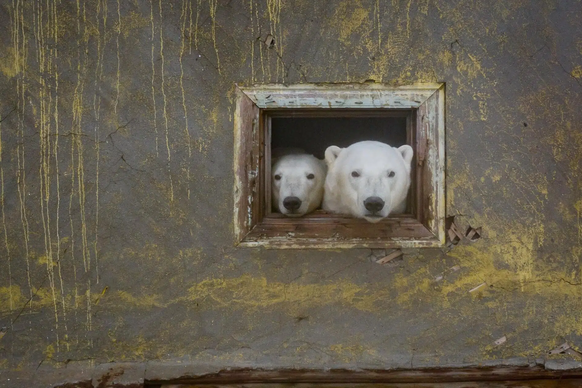 fotografia documental vida salvaje, osos polares Dmitry Kokh osos ventana