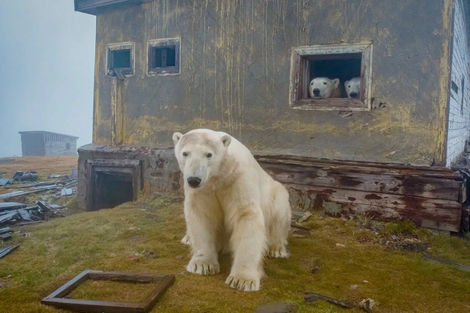 fotografia documental vida salvaje, osos polares Dmitry Kokh rusia