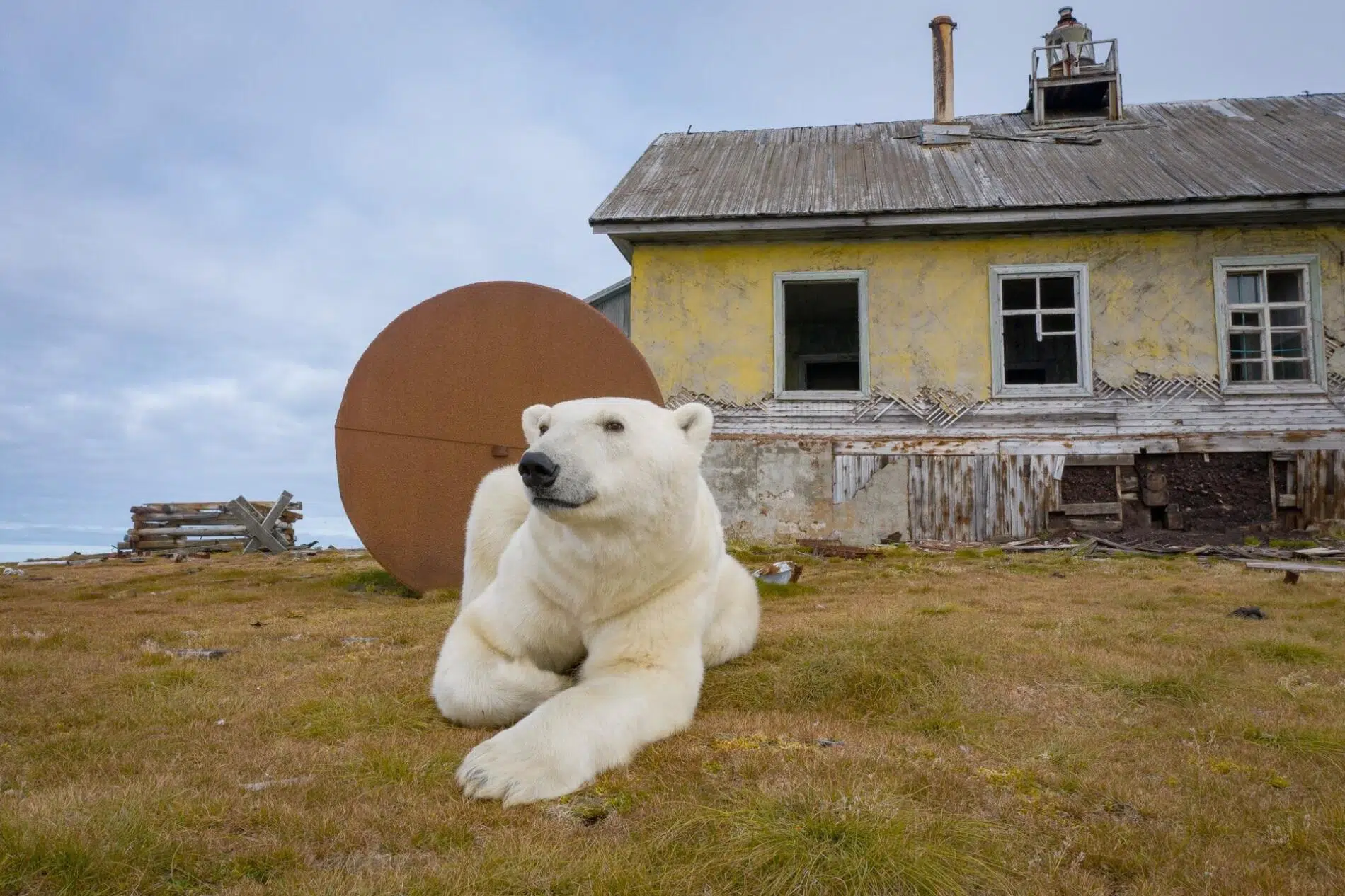 fotografia documental vida salvaje, osos polares Dmitry Kokh serie fotográfica