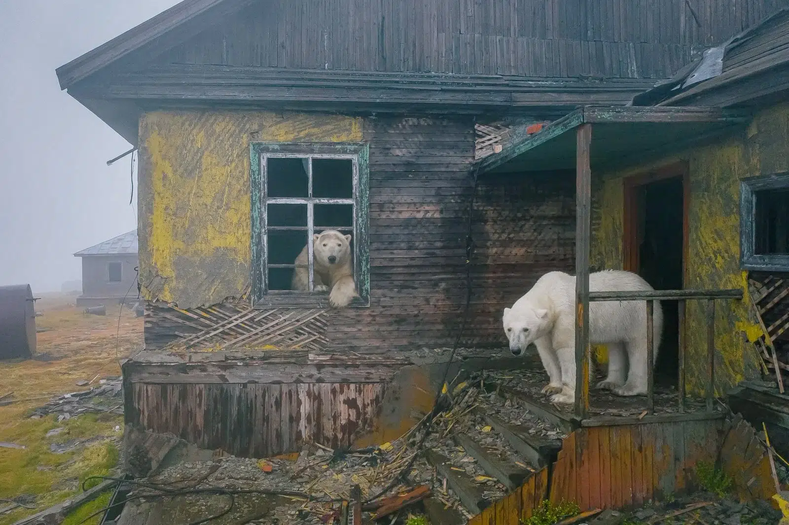 fotografia documental vida salvaje, osos polares Dmitry Kokh