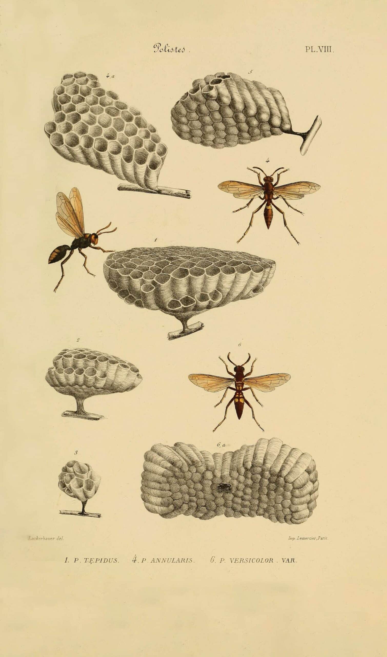 henri saussure ilustracion vintage de panales de abeja en el libro diseño salvaje