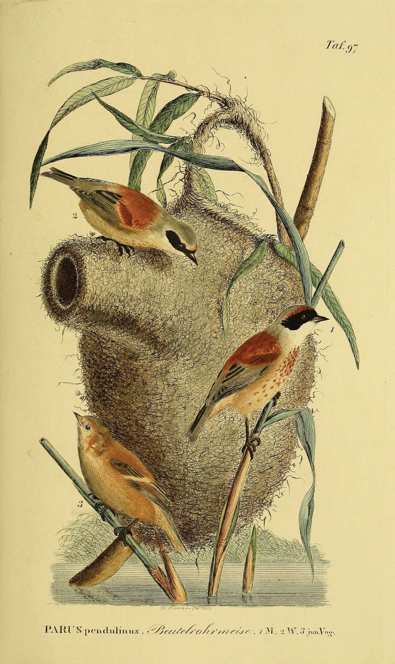 ilustraciones vintage de nidos en el libro diseño salvaje