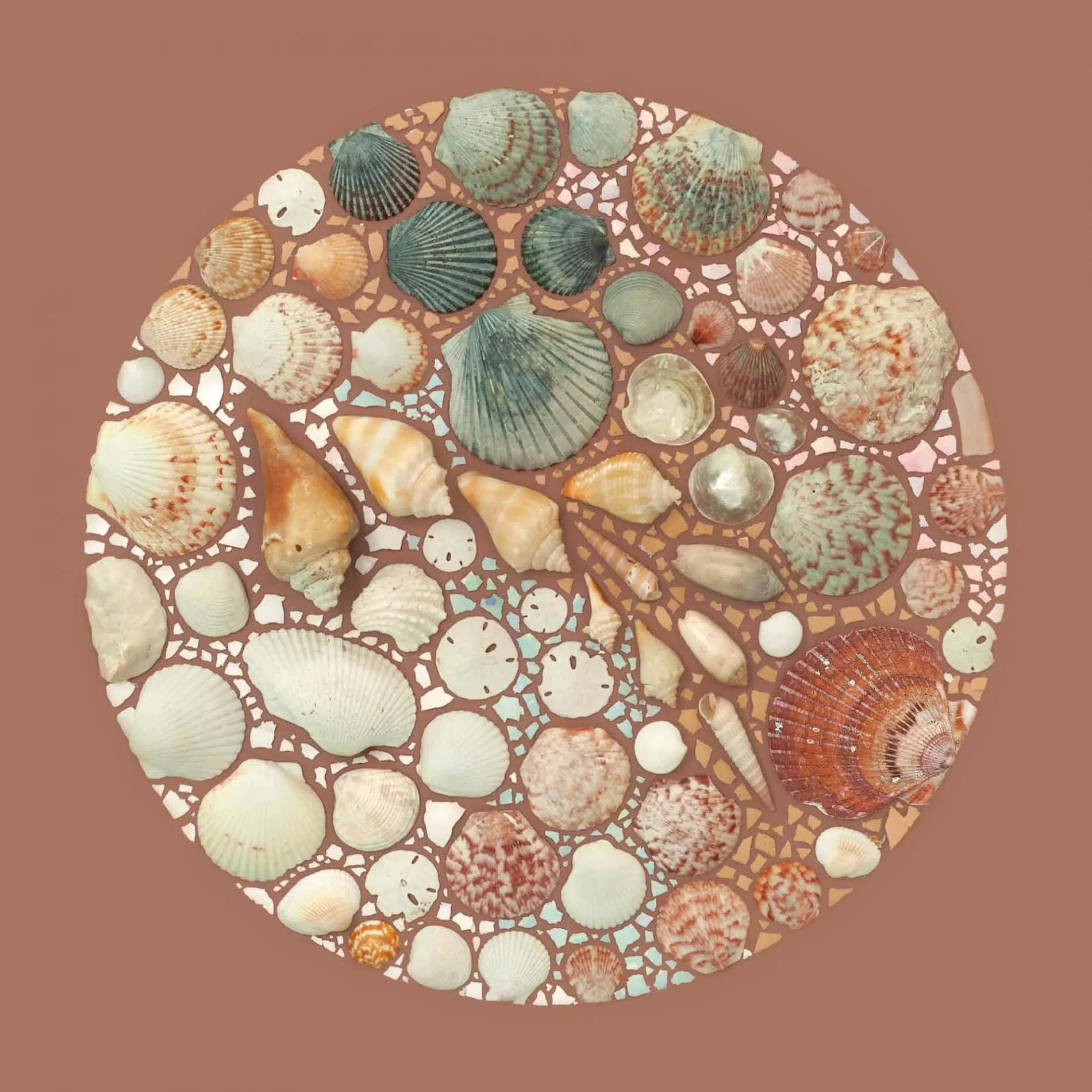 Conchas de mar con un diseño geometrico