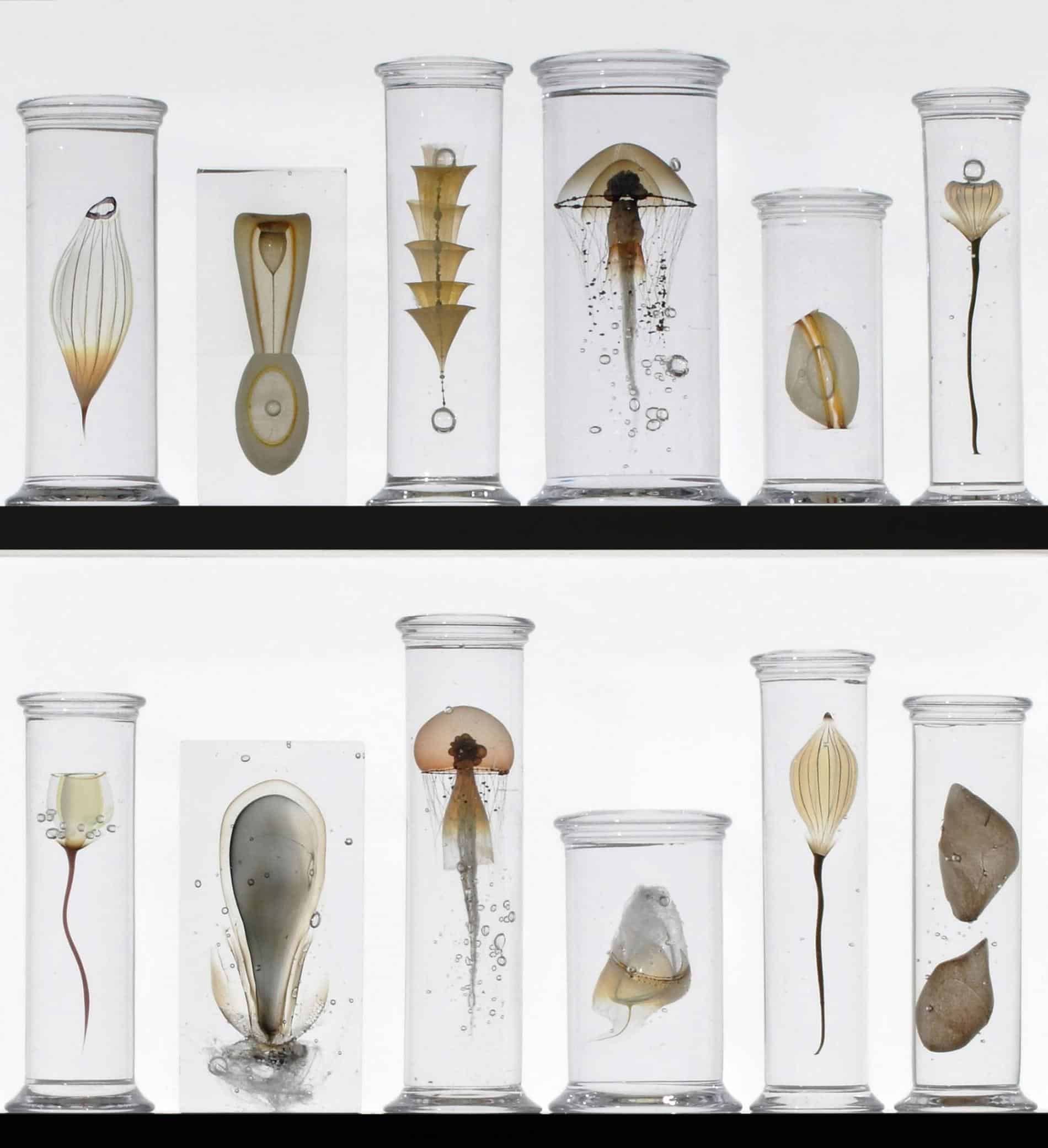 steffen damm escultura de especimenes de la naturaleza en vidrio Detail of Specimen Cabinet