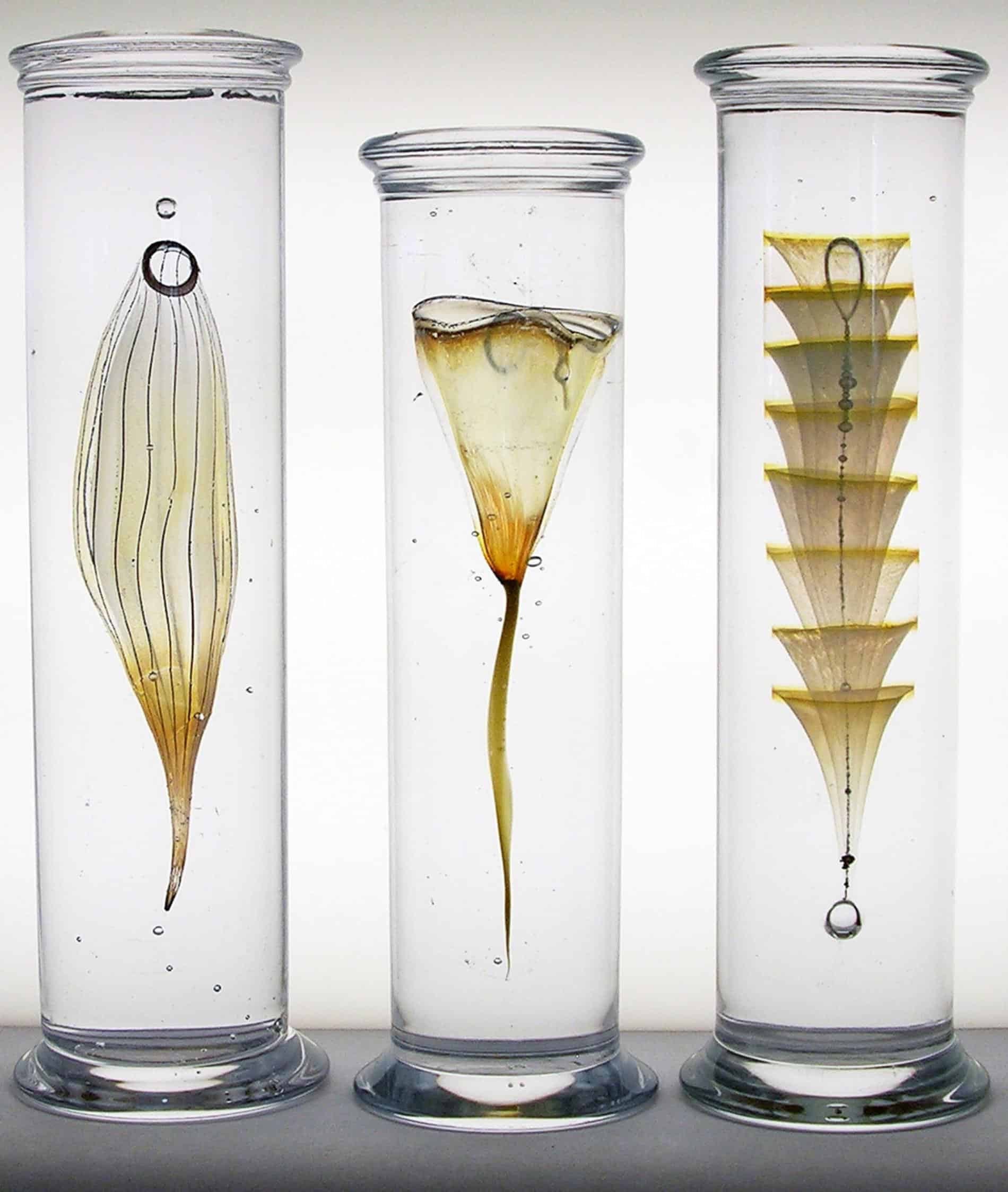 steffen damm escultura de especimenes de la naturaleza en vidrio marine specimen collection