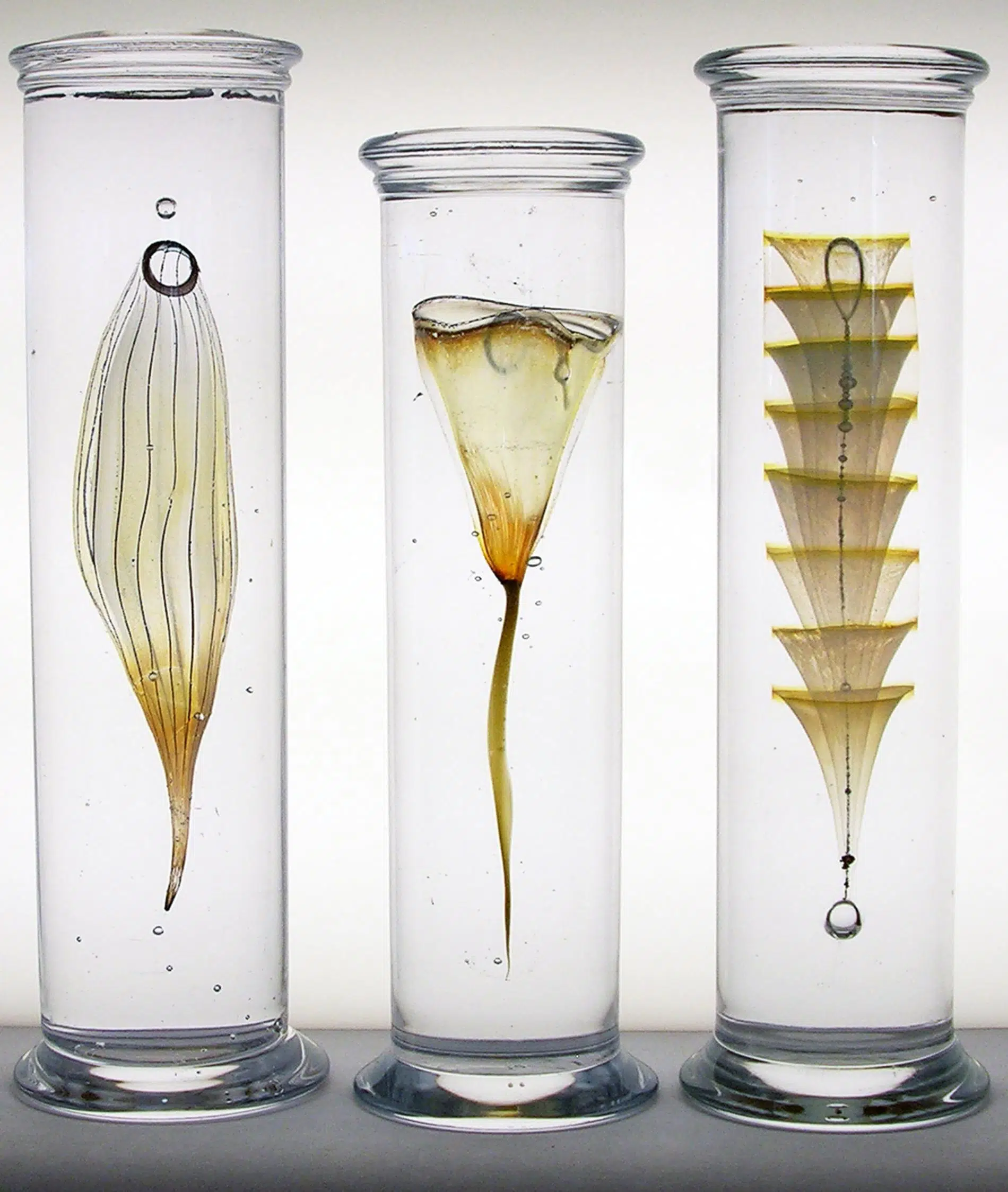 steffen damm escultura de especimenes de la naturaleza en vidrio marine specimen collection