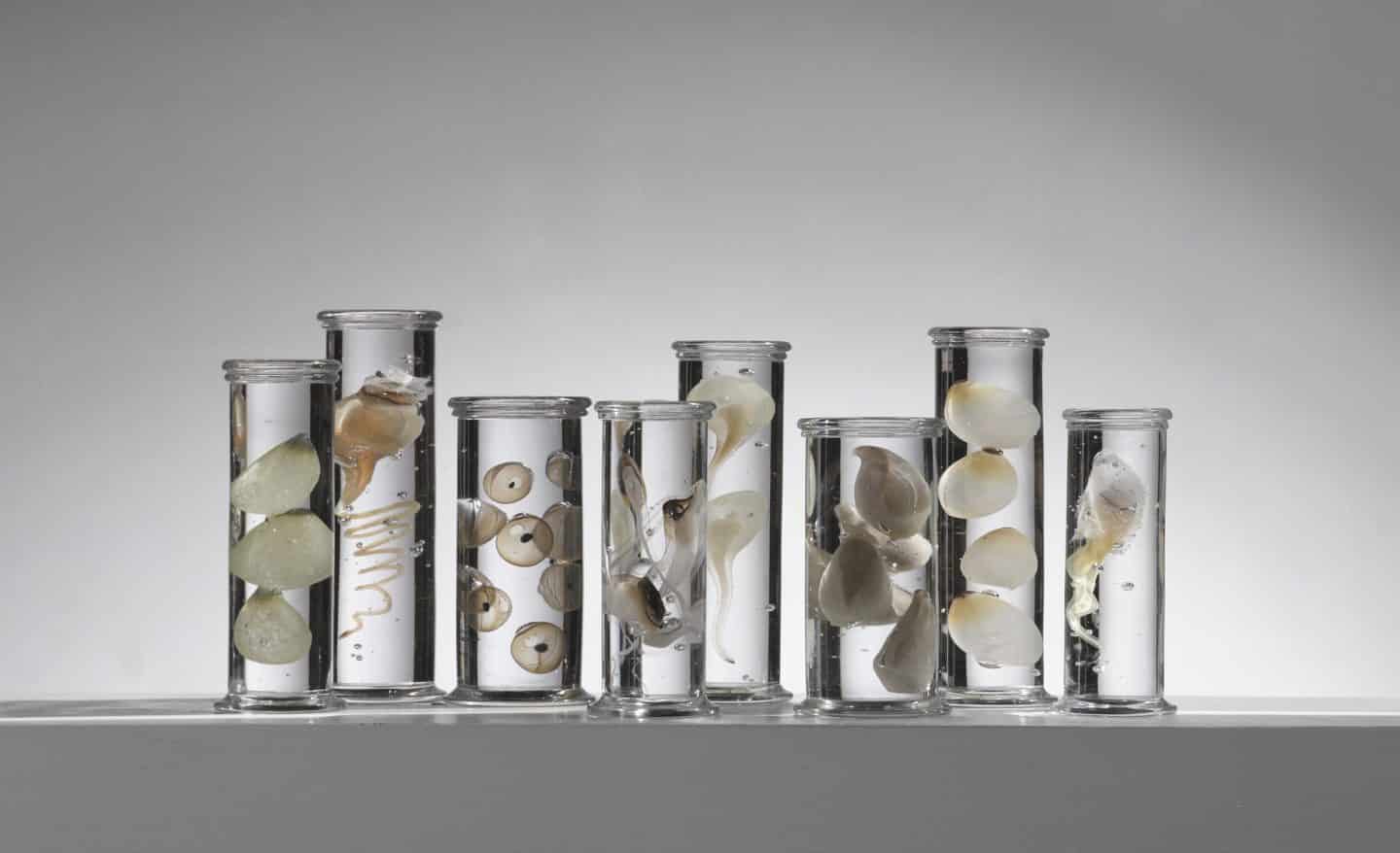 steffen damm escultura de especimenes de la naturaleza en vidrio new medicine detalle