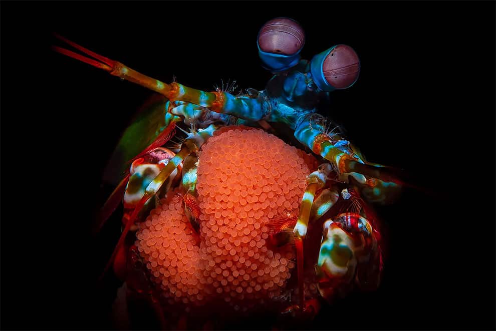 Un camarón mantis pavo real con huevos en Filipinas.