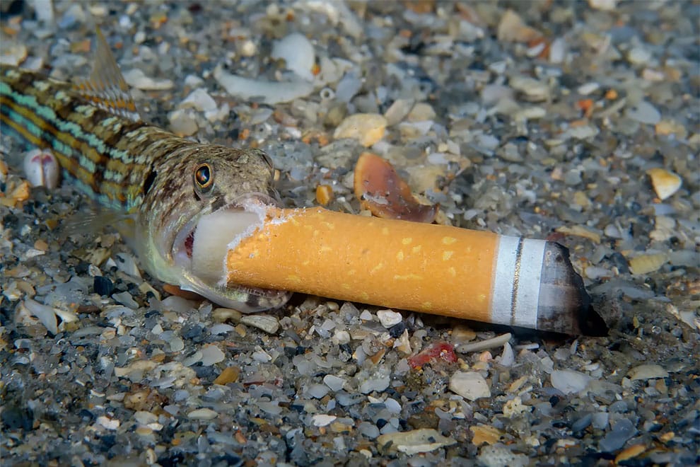 Un pequeño pez lagarto que ha confundido una colilla a la deriva con un pez.