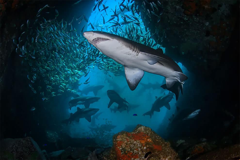 Fish Rock, una isla rocosa frente a South West Rocks, en Nueva Gales del Sur (Australia), es el hábitat del amenazado tiburón nodriza.