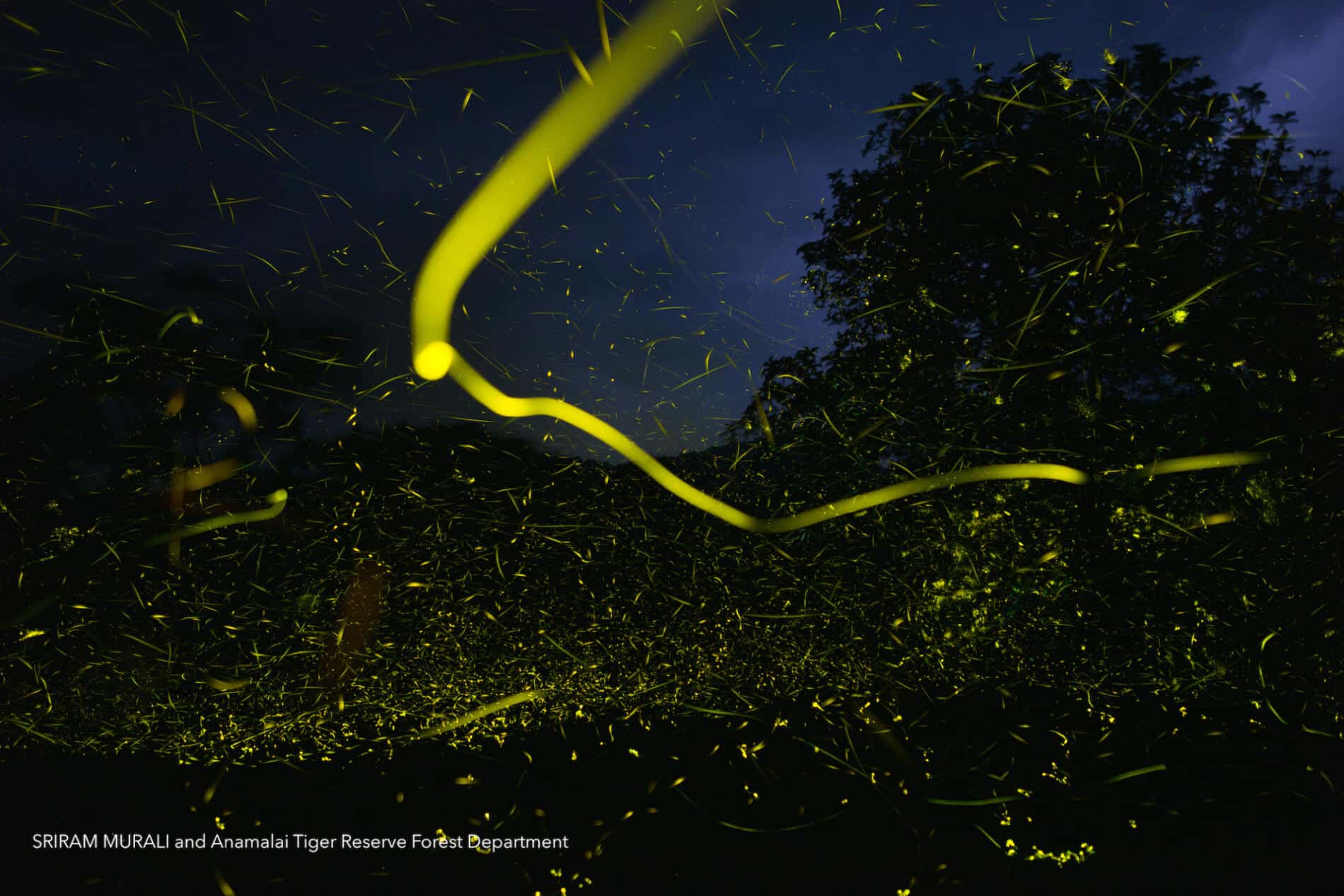 Sriram Murali luciernagas reserva natural paisaje luces time lapse