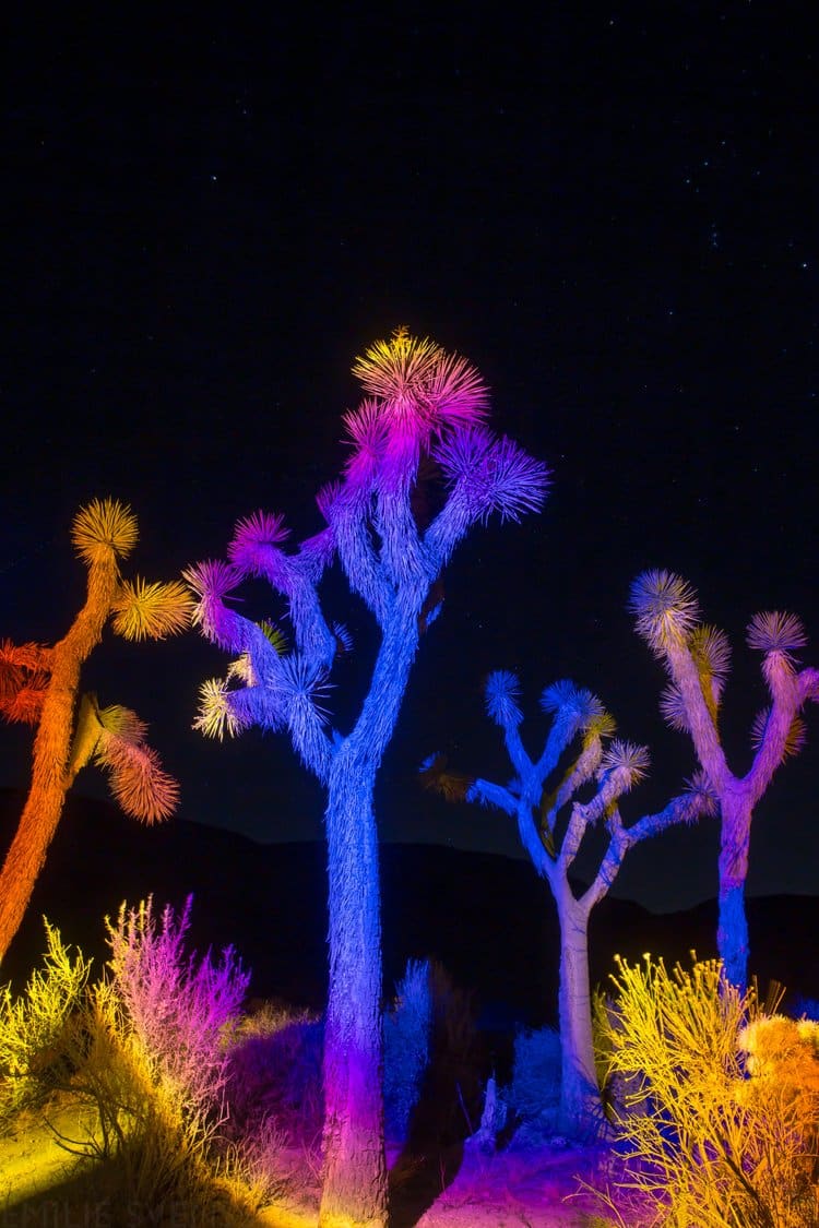Joshua Tree Desert installation in California USA MANDALAKI STUDIO ARBOLES
