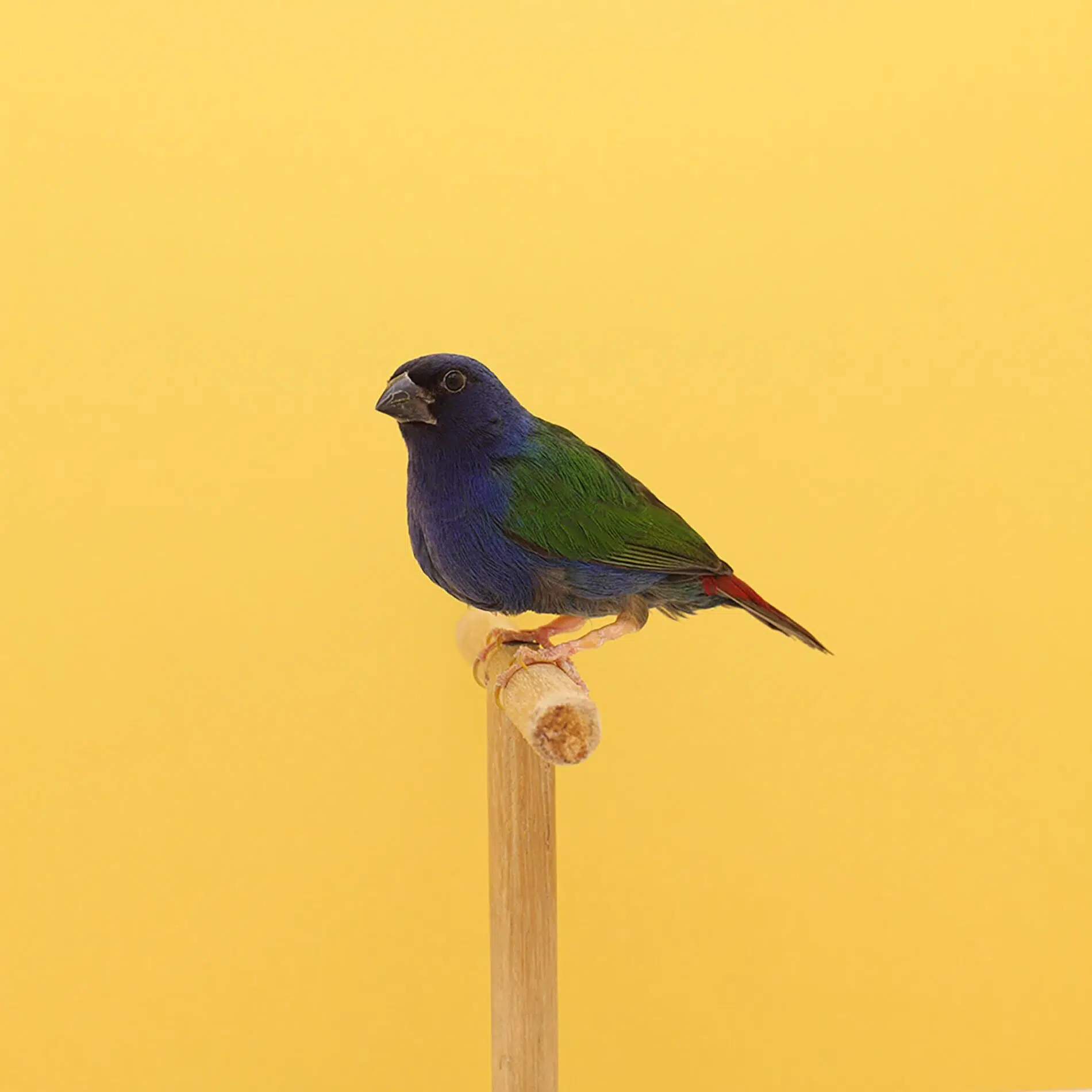 Luke Stephenson Forbes Parrot Finch retratos minimalistas