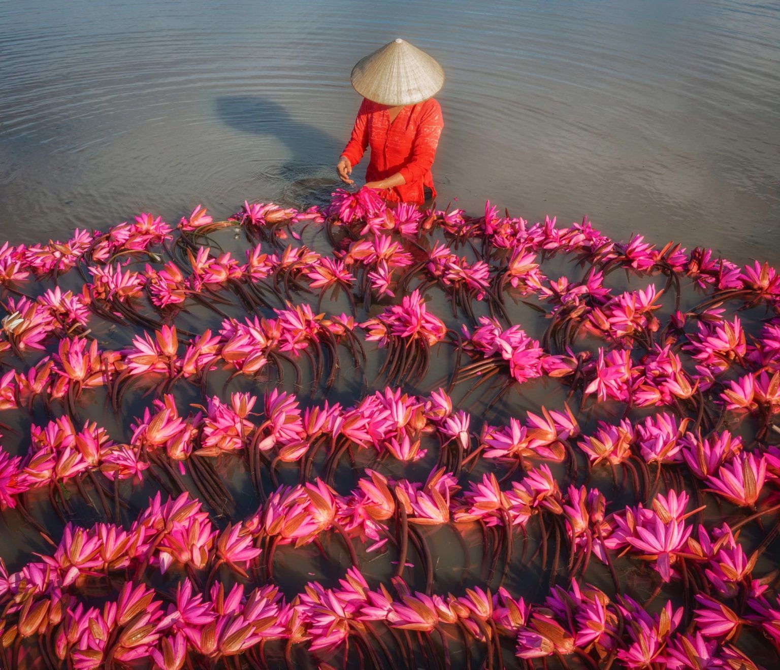 Pham Huy Trung fotografia aerea cosechas de vietnam flores