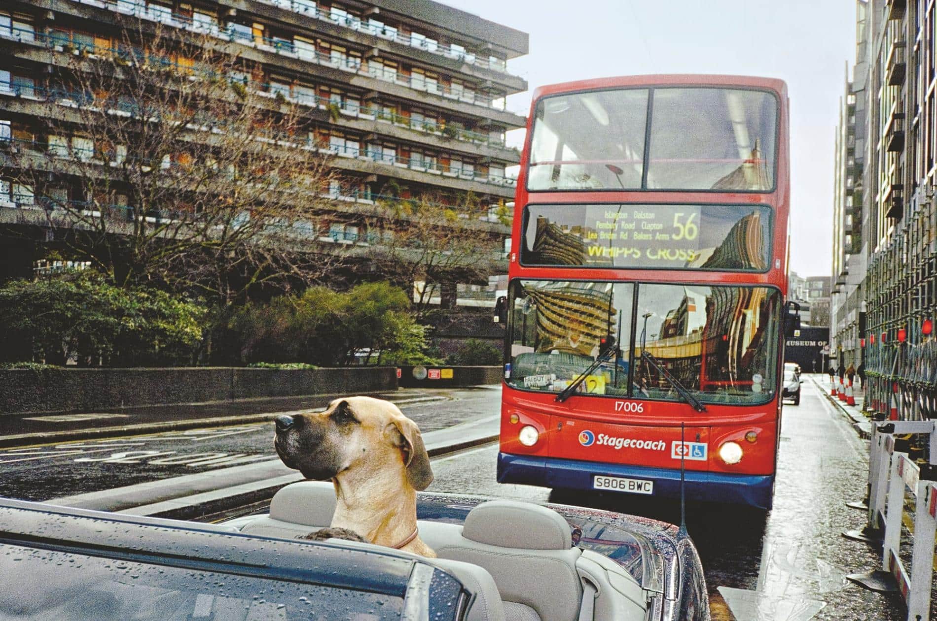 Matt Stuart fotografo callejero serendipia perro