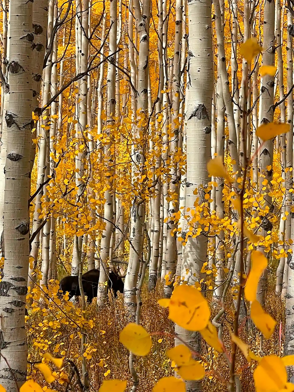 First place – nature. Moose in Aspen