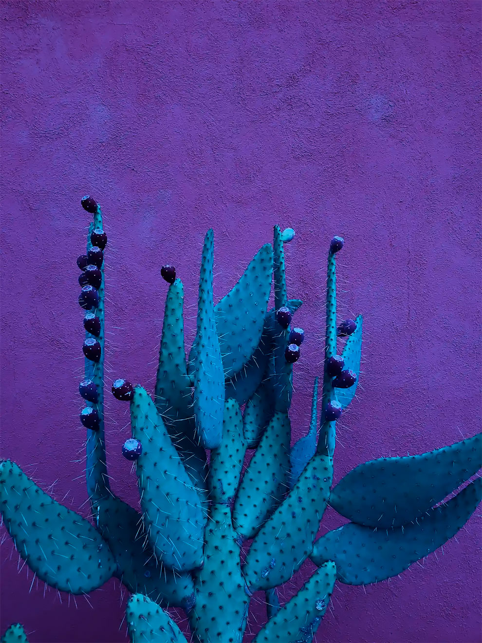 Second place – nature. Midnight Succulent