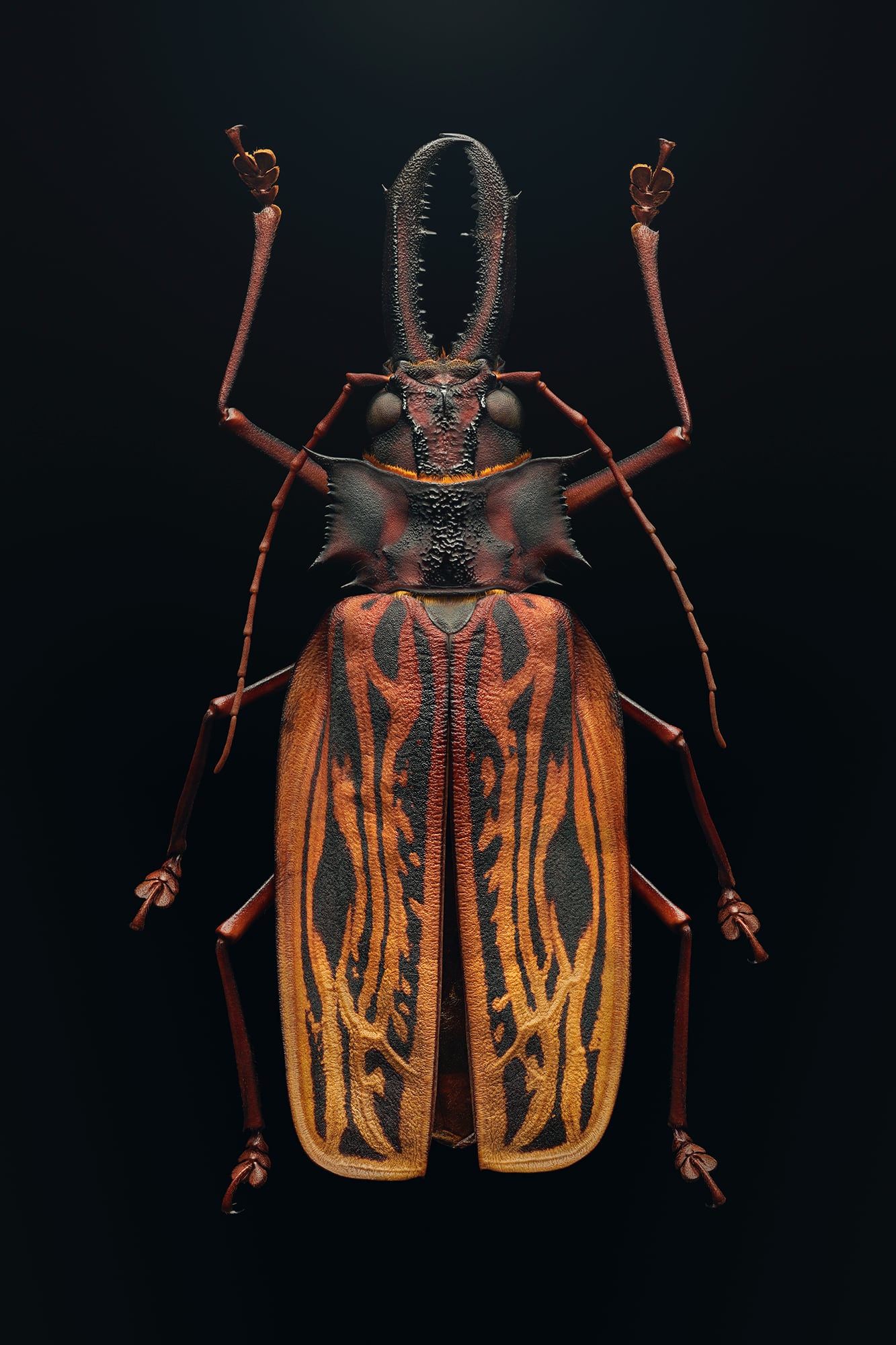 insecto levon biss macfrofotgrafia