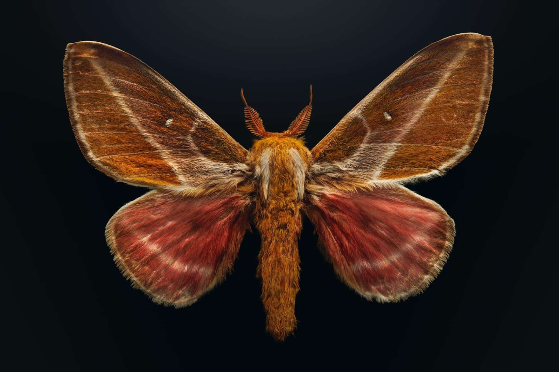 mariposa macfrofotografia levon biss