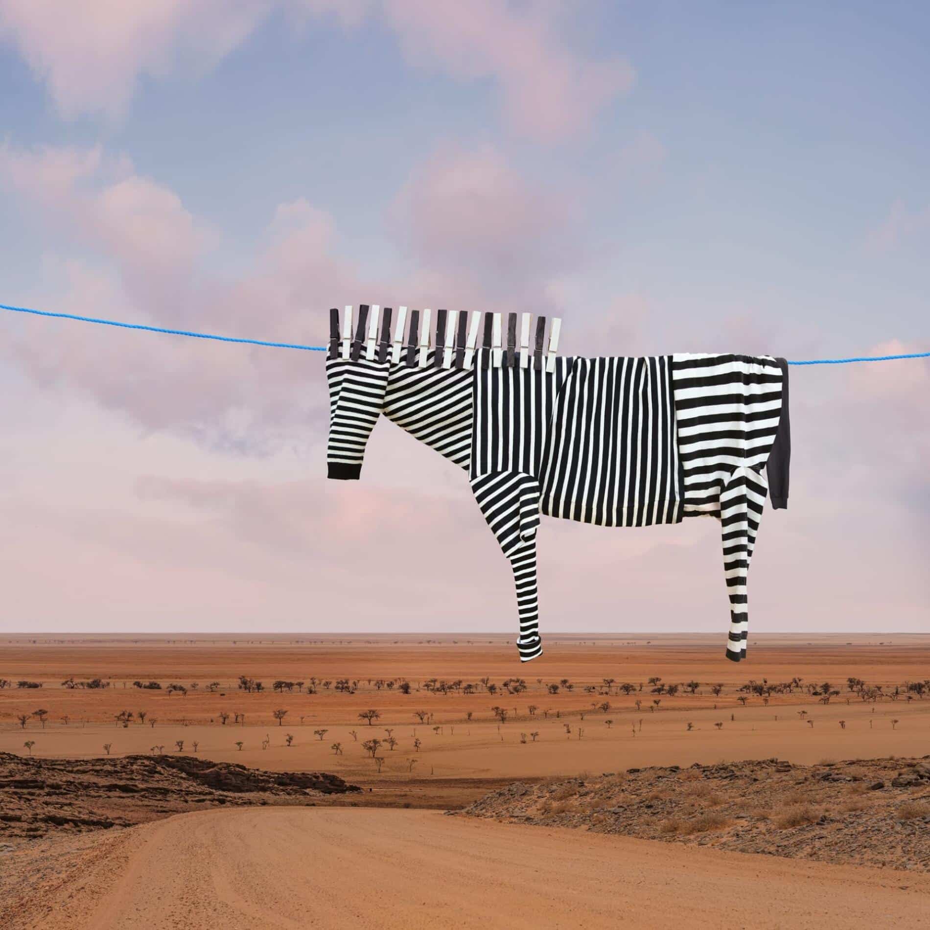 Helga Stentzel fotografia surrealismo domestico zebra