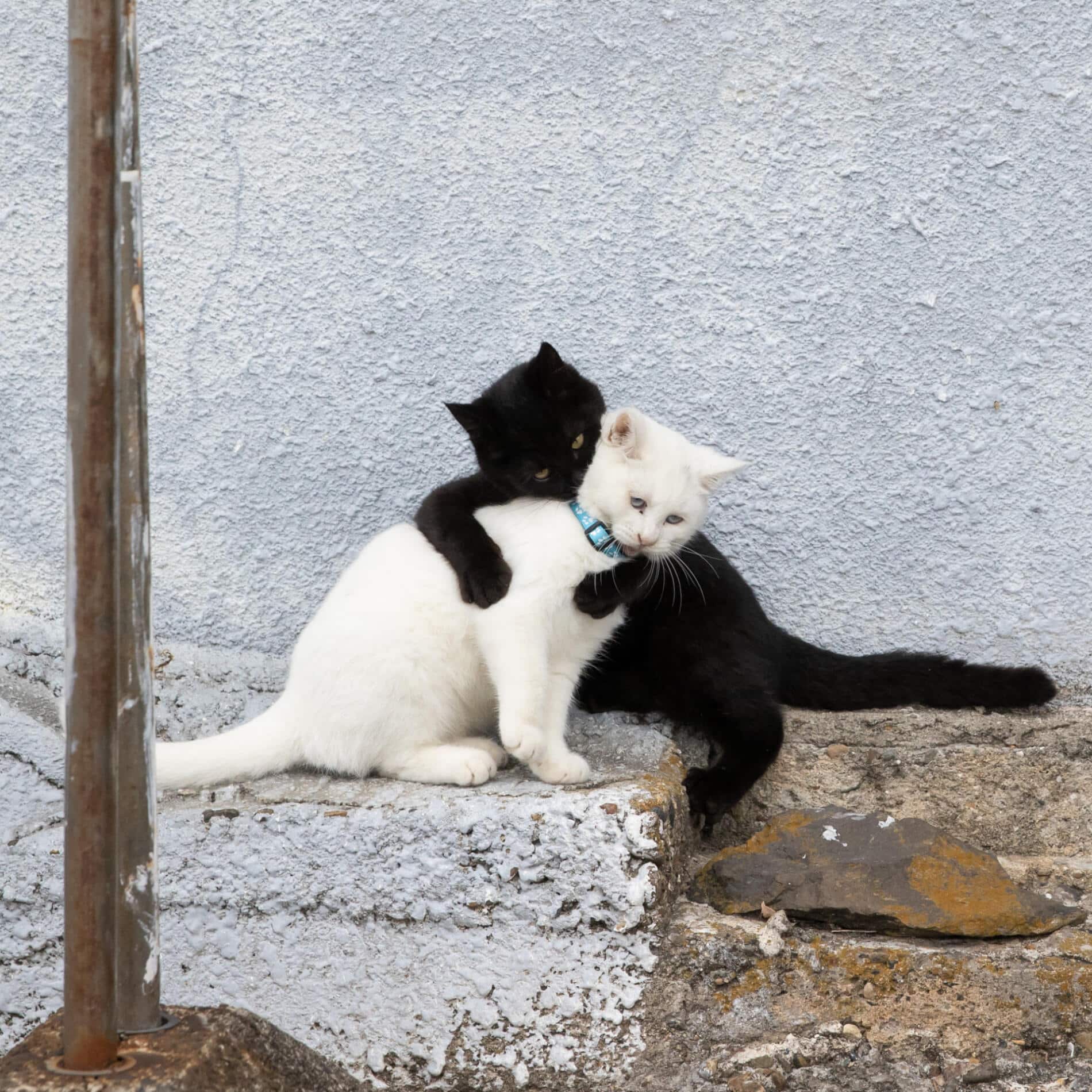 Masayuki Oki fotografias de gato blanco y negro