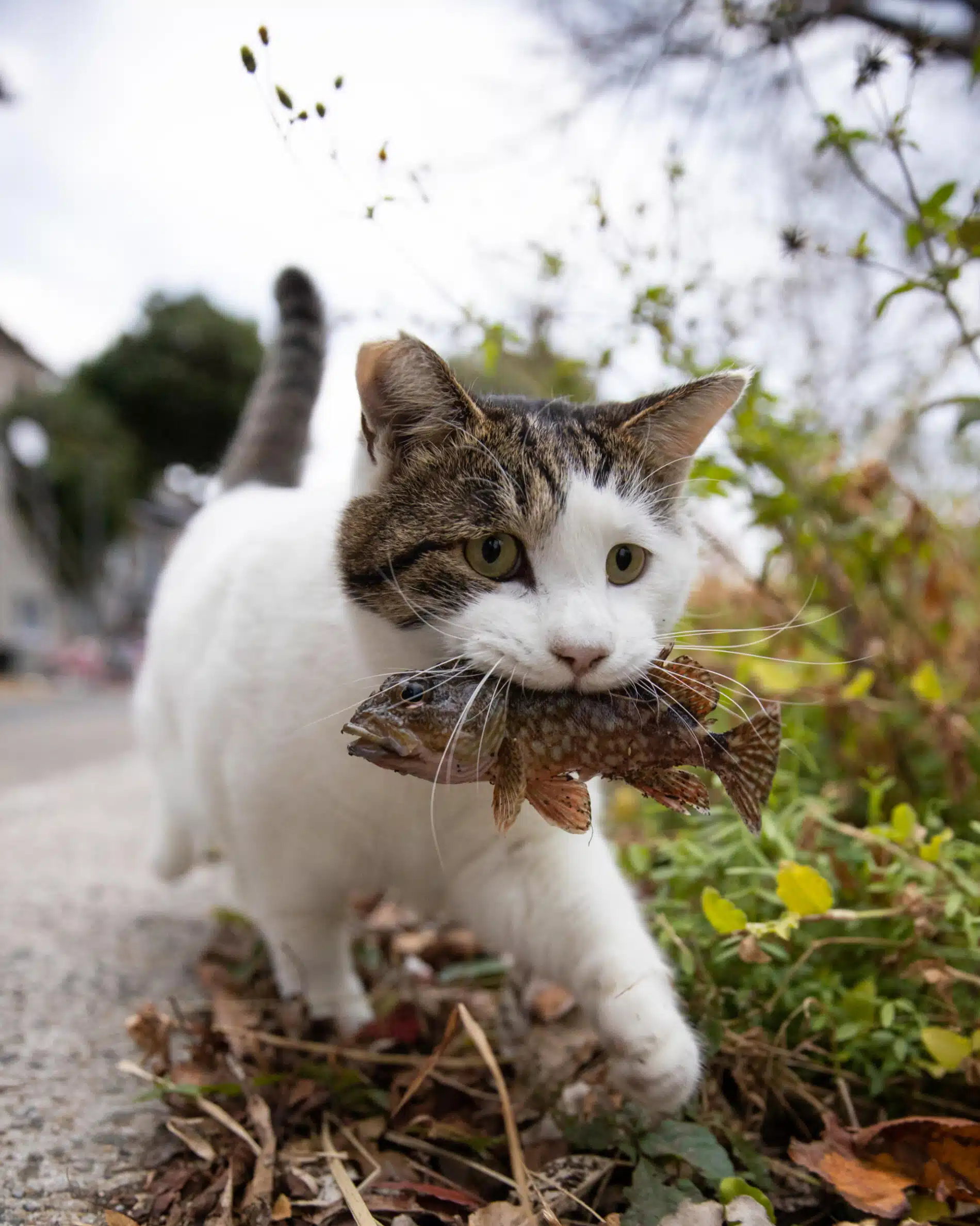 Masayuki Oki fotografias de gato cazador