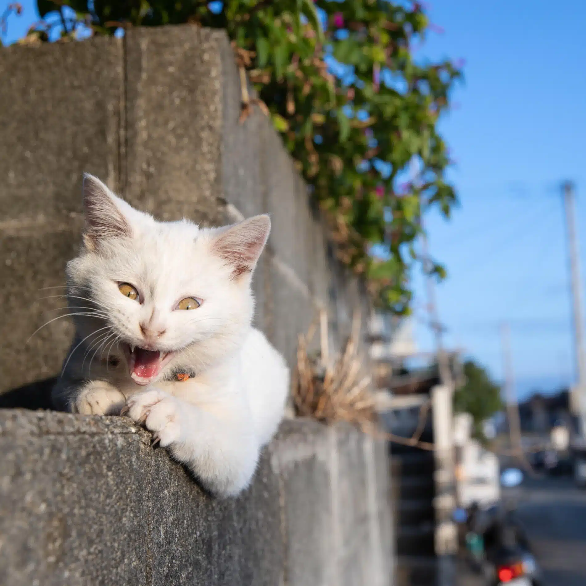 Masayuki Oki fotografias de gato mahuyando