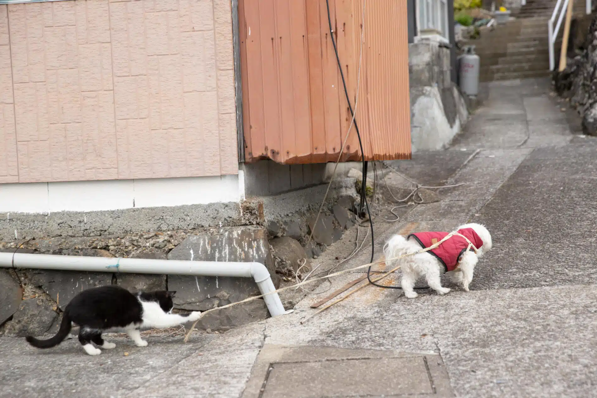 Masayuki Oki fotografias de gato paseando perro