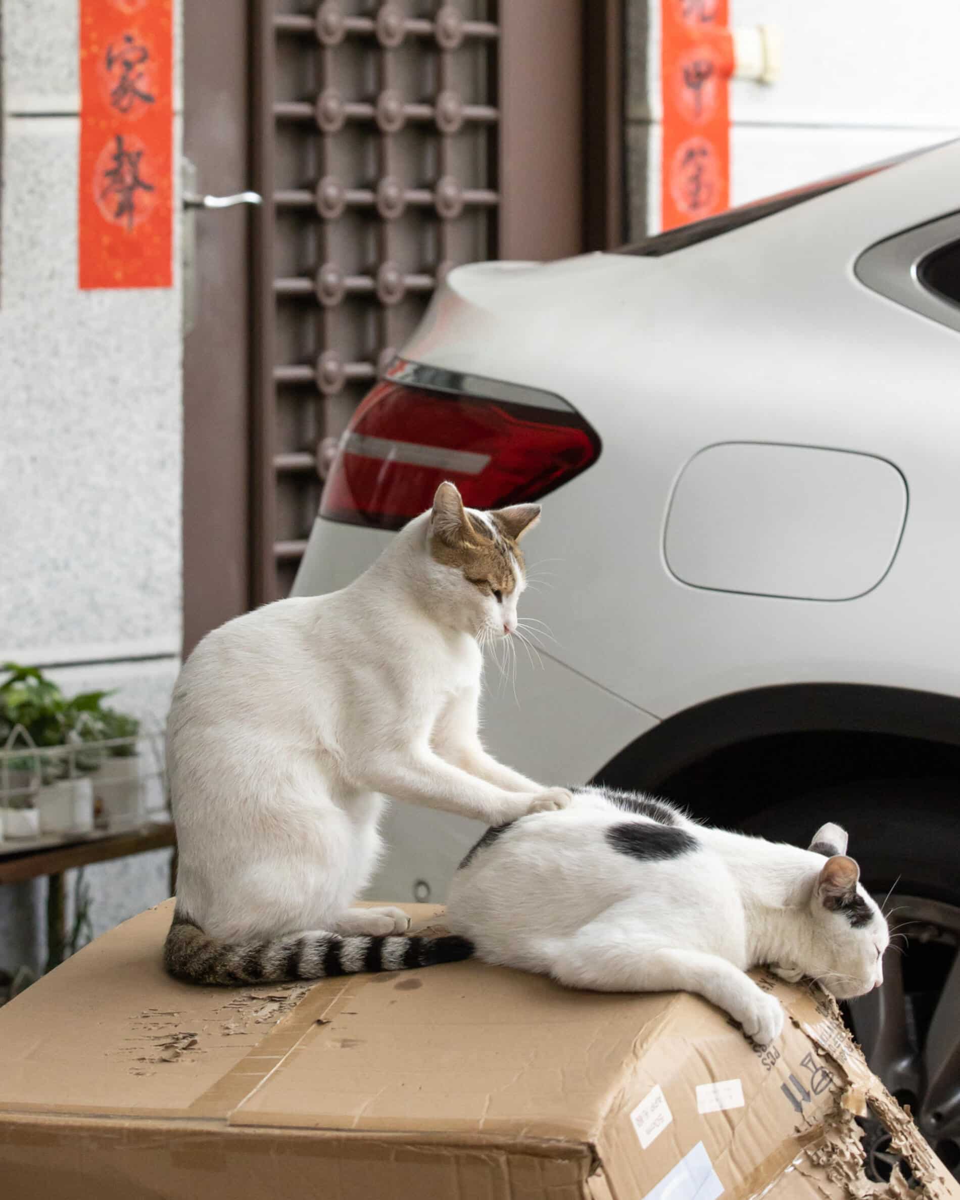Masayuki Oki fotografias de gatos amasaje