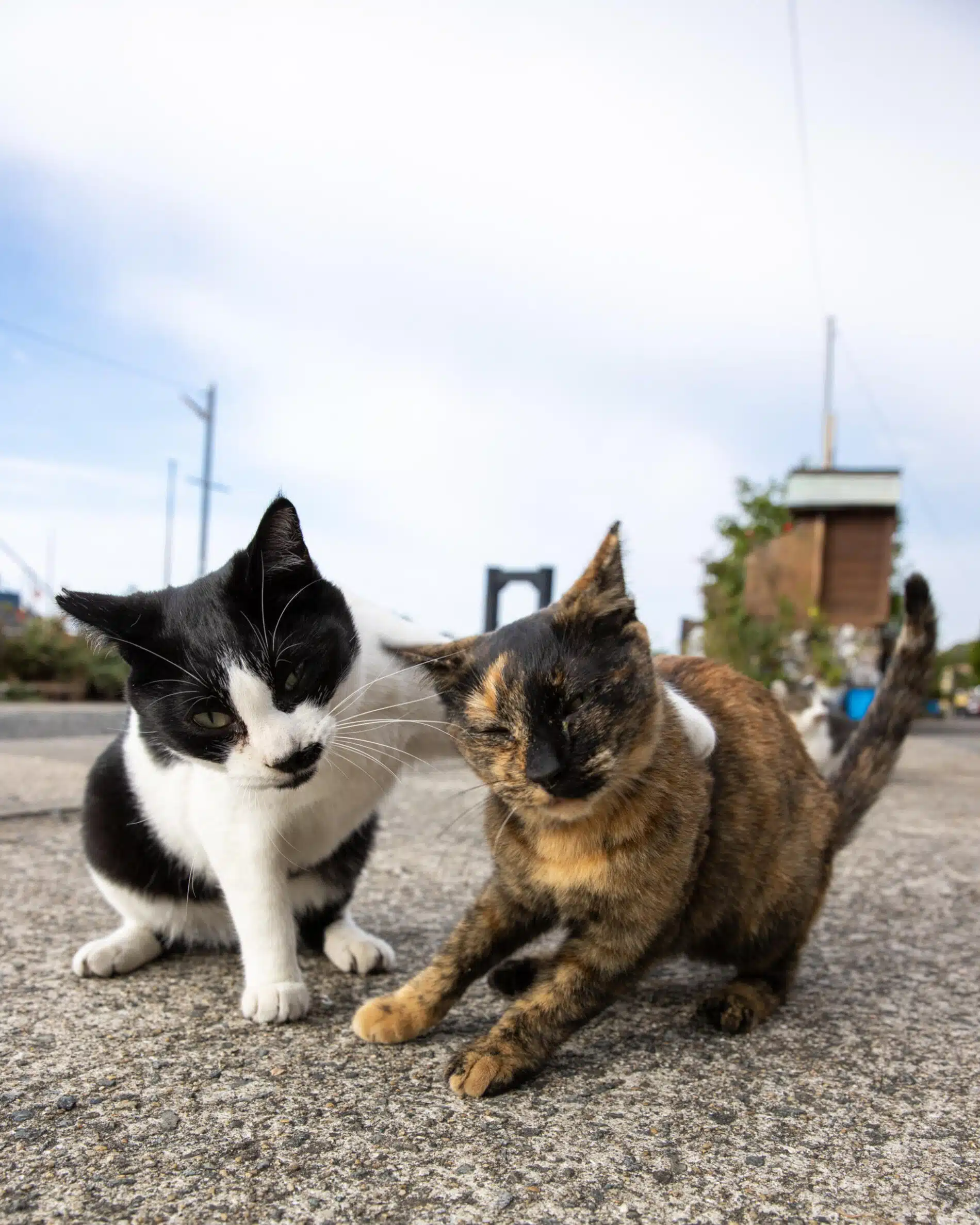 Masayuki Oki fotografias de gatos amigos