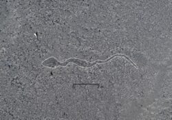 descubrimientos nuevos geoglifos nazaca por yamagata serpiente