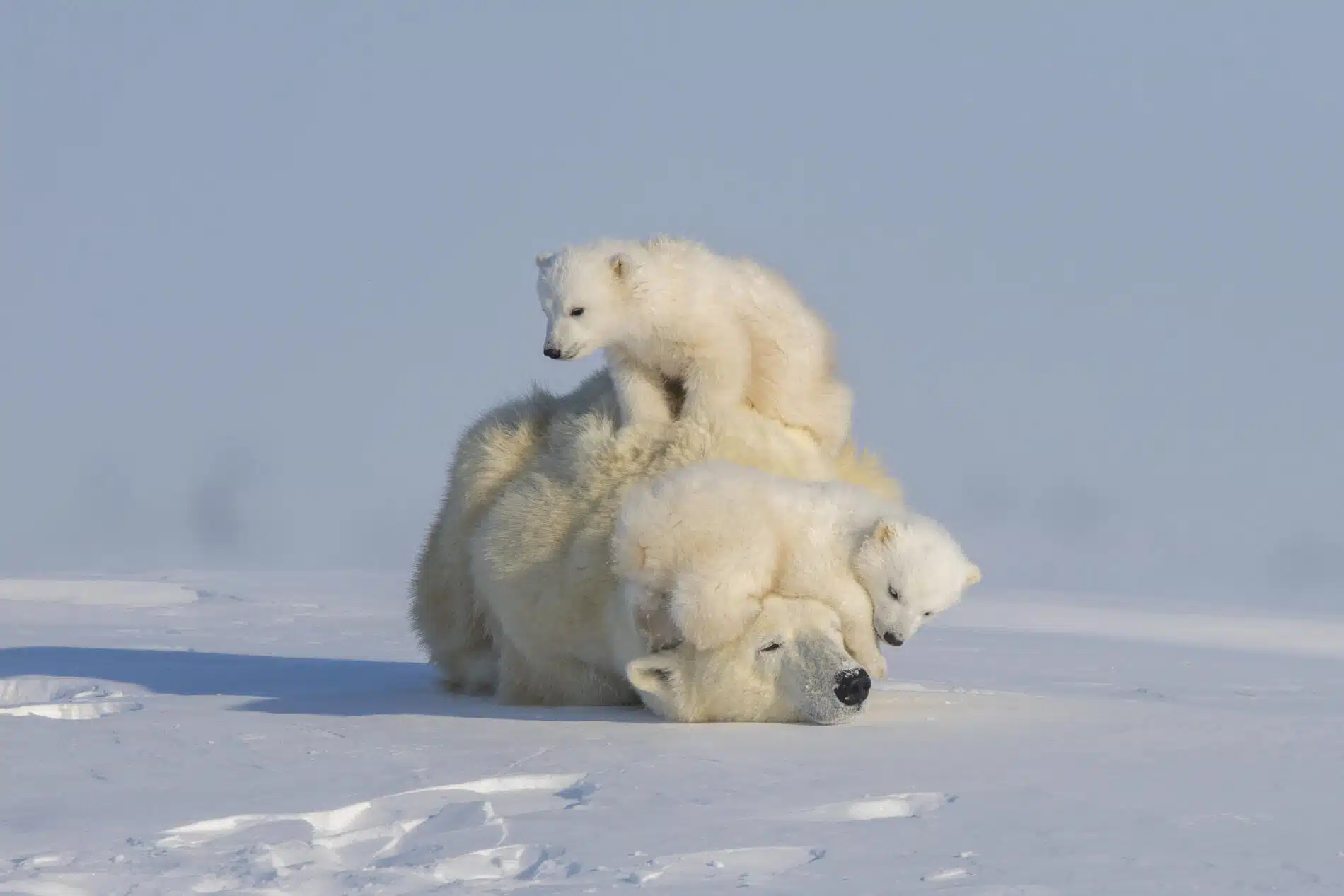 the new five animales salvajes Graeme Green oso polar
