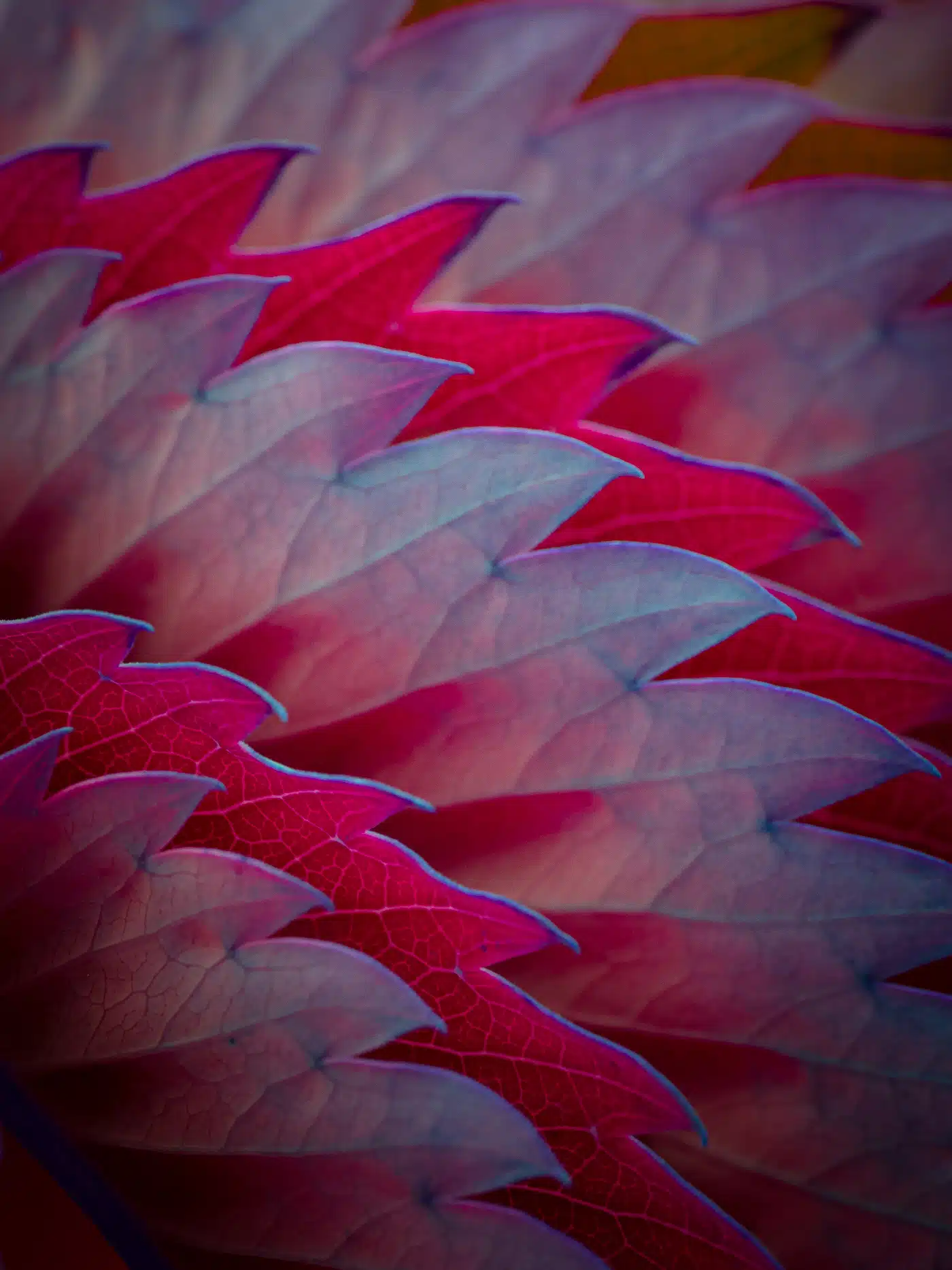 Tom Leighton fotografia fluorescente hojas bordes