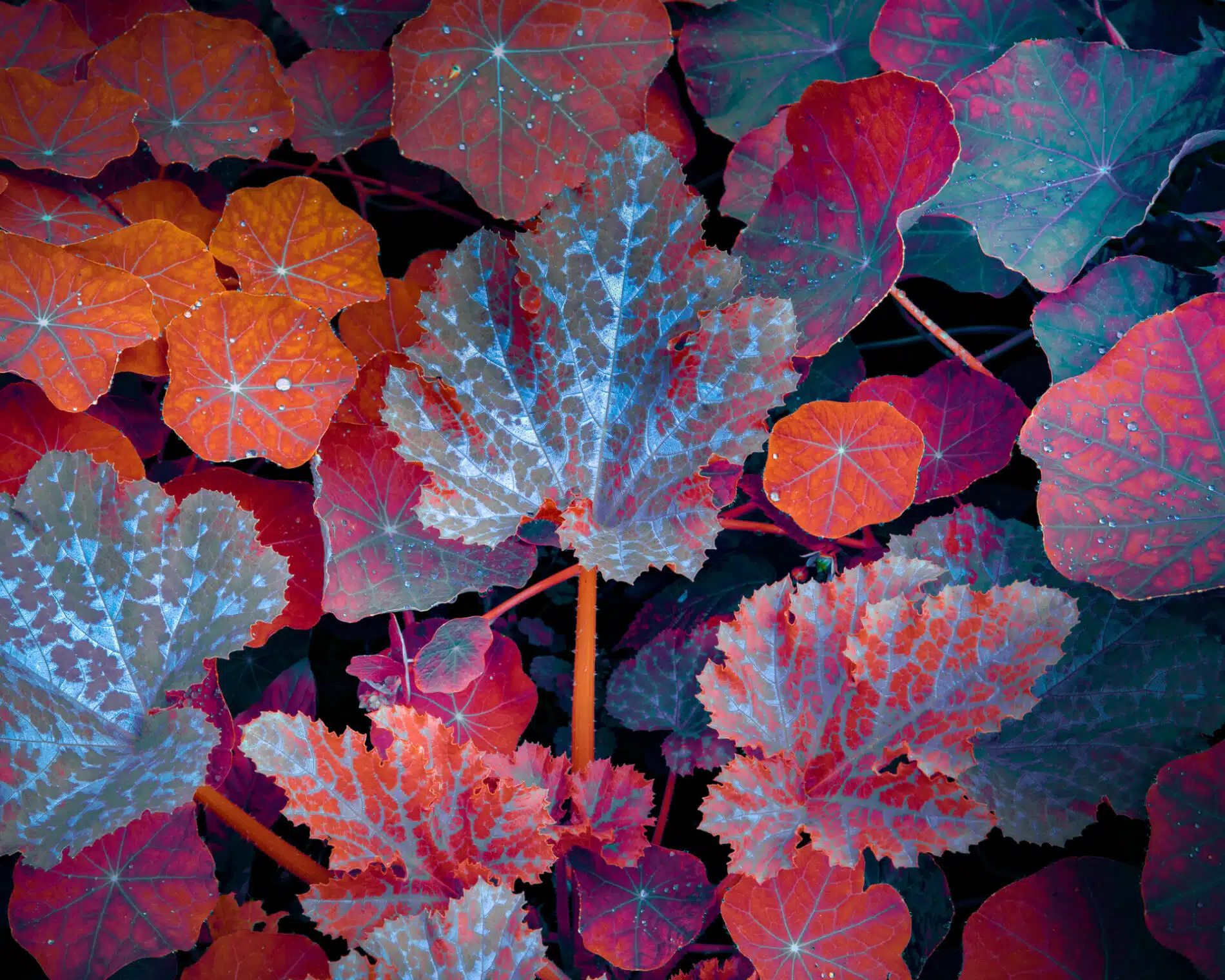 Tom Leighton fotografia fluorescente hojas