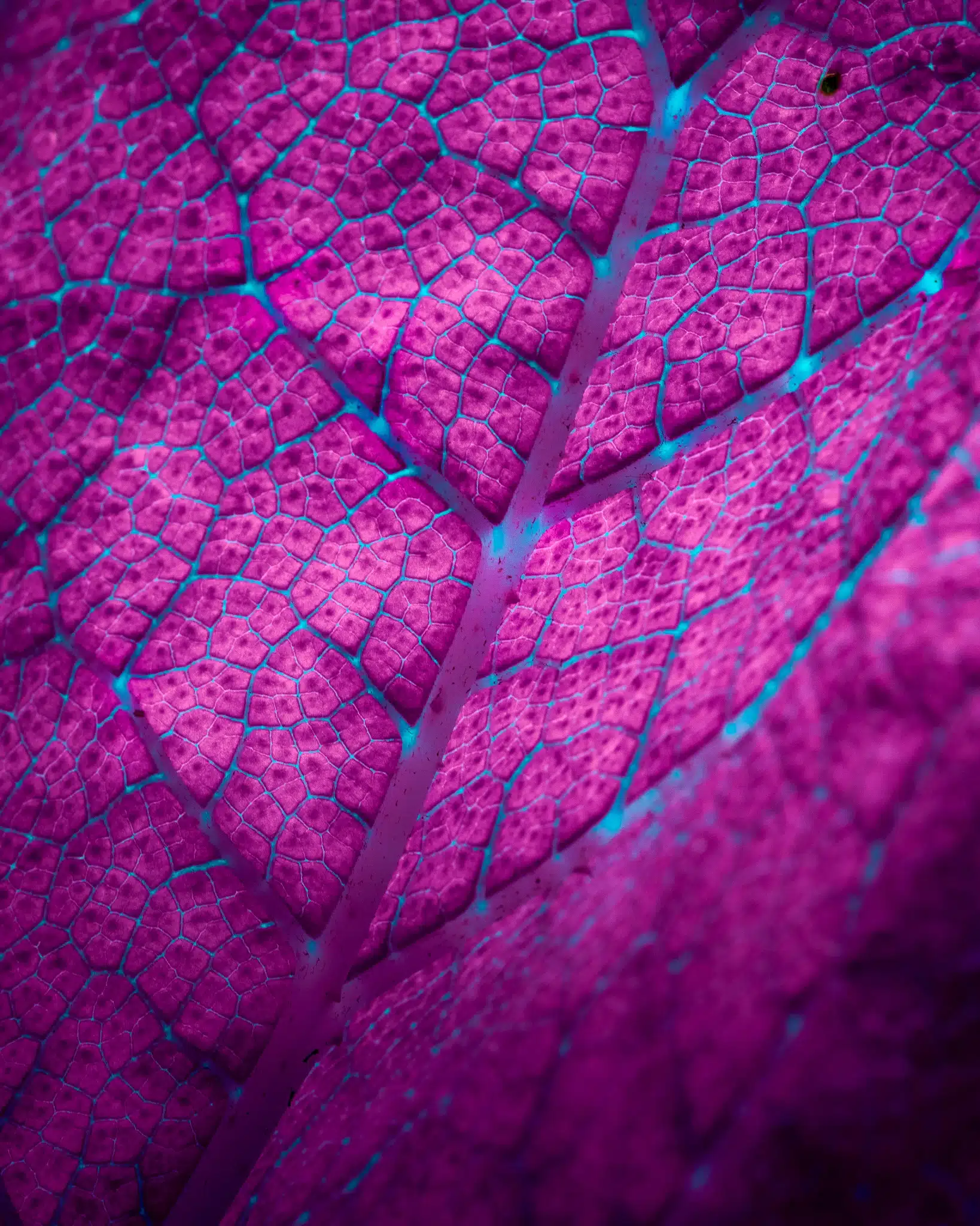 Tom Leighton hojas lila,jpg
