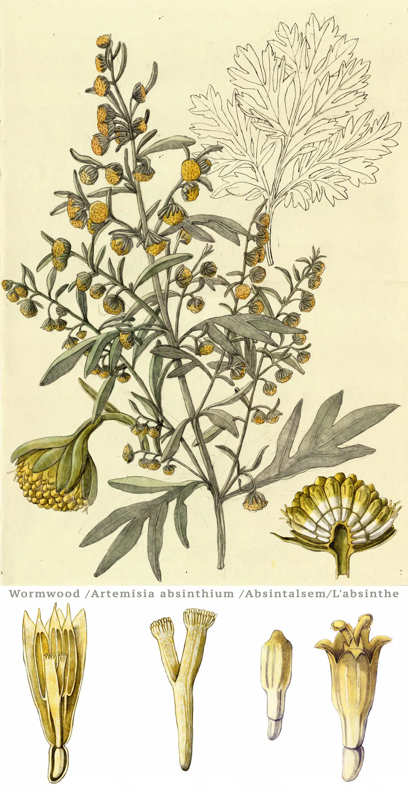 Lina Kusaite Artemisia absinthium m