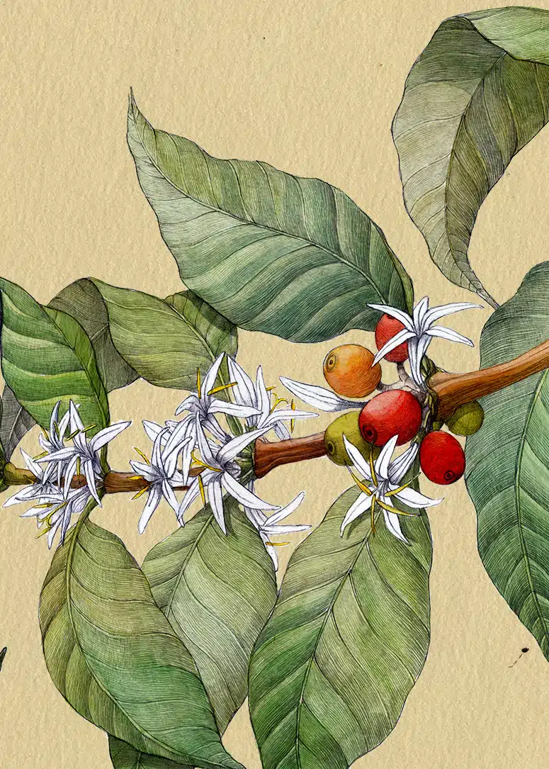 Lina Kusaite ilustraciones botanicas cafe det