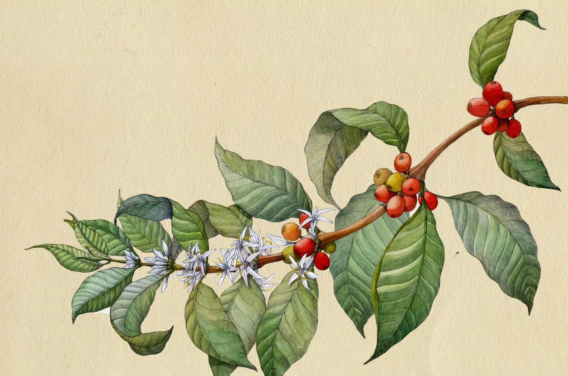 Lina Kusaite ilustraciones botanicas cafe