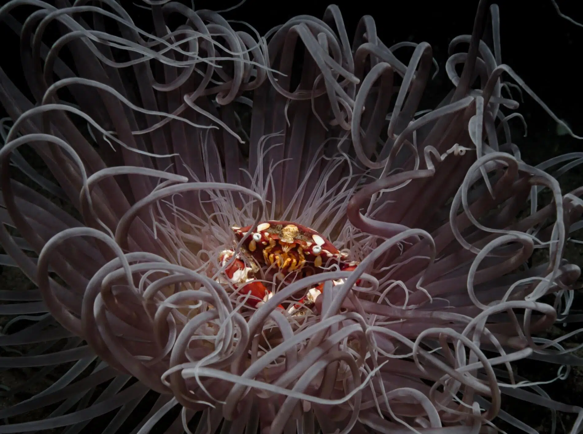 2, Andrei Savin, a crab sits in the centre of a sea anemone as it sways in ocean current, Philippines