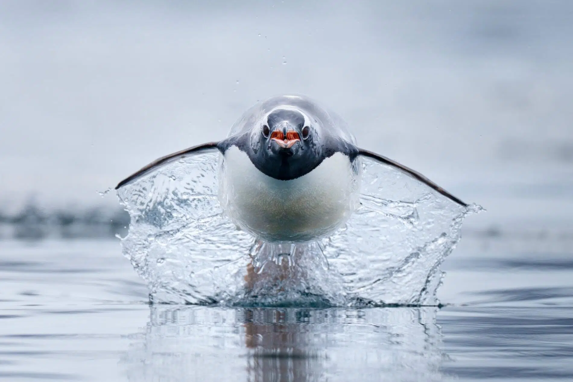 Craig Parry, a gentoo penguin, the fastest penguin species in the world, charges across the water, Antarctica