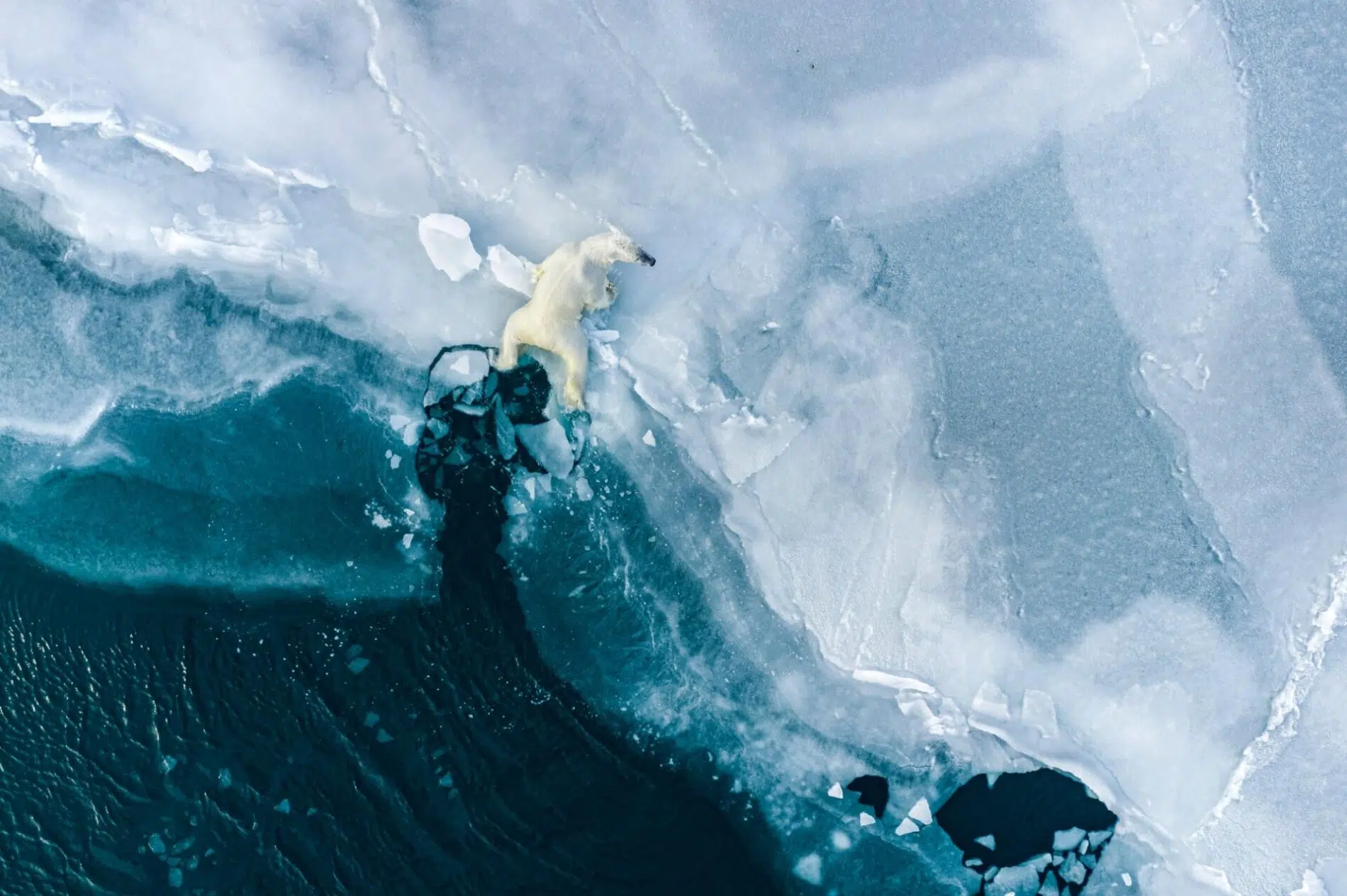 Florian Ledoux, a polar bear cub contends with the fragility of melting ice, Svalbard, Norway