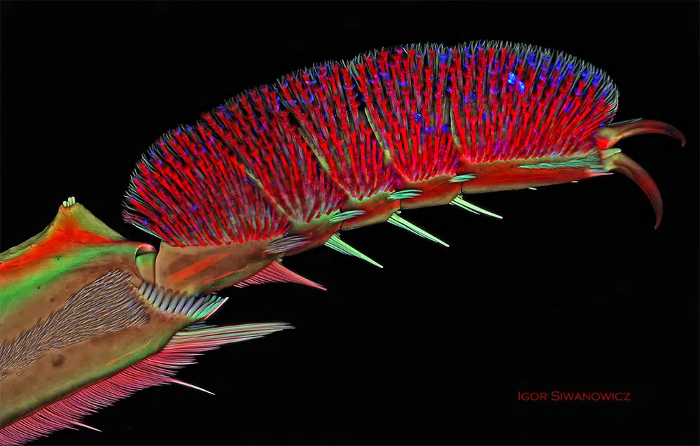 Igor Siwanowicz microscopio Front leg of whirligig beetle